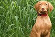 Do you know how to keep your dog alive after a snake bite?